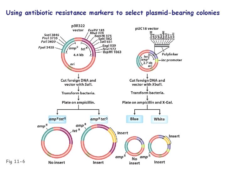 Using antibiotic resistance markers to select plasmid-bearing colonies Fig 11 -6 
