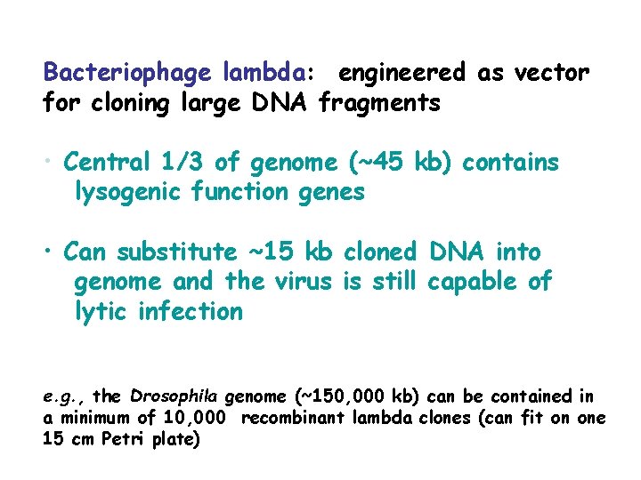 Bacteriophage lambda: engineered as vector for cloning large DNA fragments • Central 1/3 of