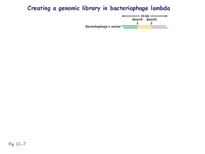 Creating a genomic library in bacteriophage lambda Fig 11 -7 