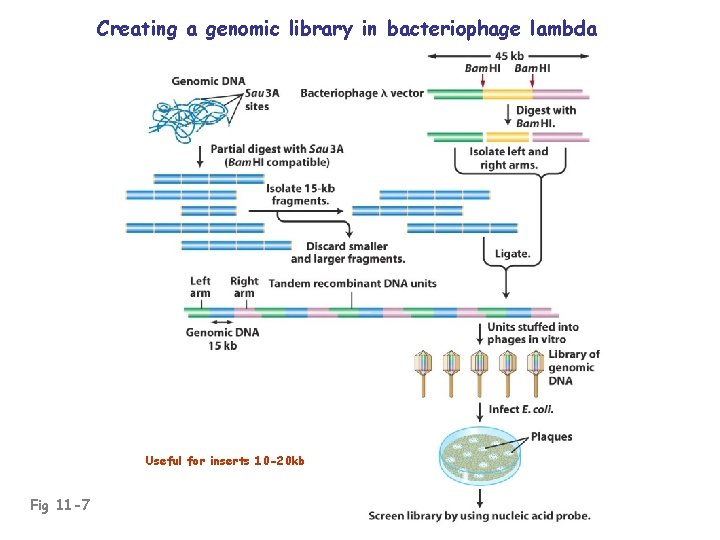 Creating a genomic library in bacteriophage lambda Useful for inserts 10 -20 kb Fig