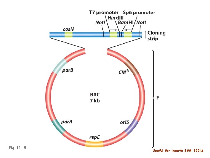 Fig 11 -8 Useful for inserts 100 -300 kb 