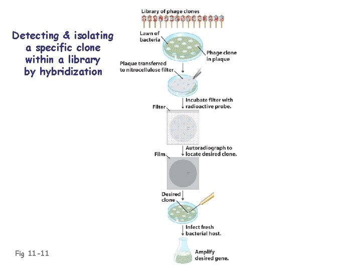Detecting & isolating a specific clone within a library by hybridization Fig 11 -11