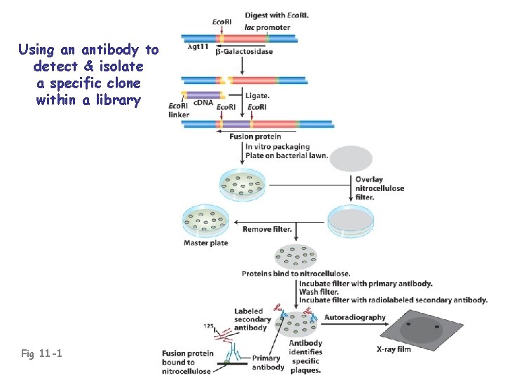 Using an antibody to detect & isolate a specific clone within a library Fig