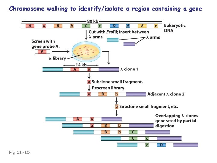 Chromosome walking to identify/isolate a region containing a gene Fig 11 -15 
