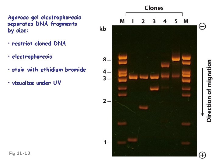 Agarose gel electrophoresis separates DNA fragments by size: • restrict cloned DNA • electrophoresis