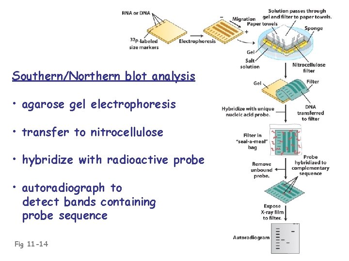 Southern/Northern blot analysis • agarose gel electrophoresis • transfer to nitrocellulose • hybridize with