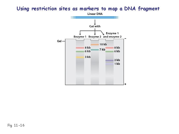Using restriction sites as markers to map a DNA fragment Fig 11 -16 