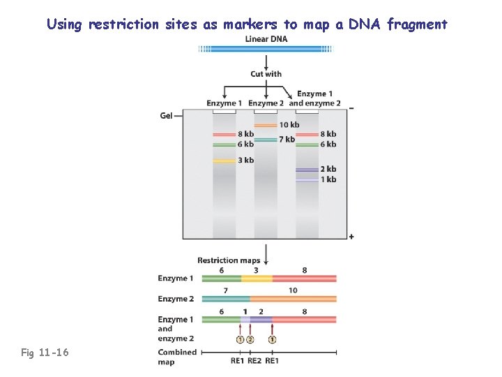 Using restriction sites as markers to map a DNA fragment Fig 11 -16 