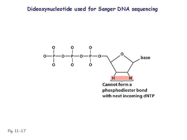 Dideoxynucleotide used for Sanger DNA sequencing Fig 11 -17 