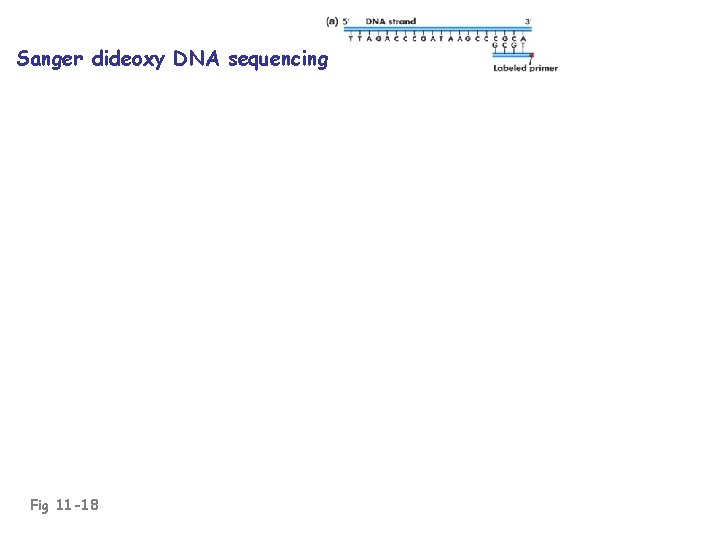 Sanger dideoxy DNA sequencing Fig 11 -18 