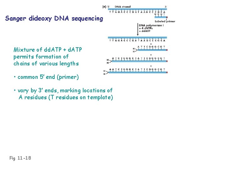 Sanger dideoxy DNA sequencing Mixture of dd. ATP + d. ATP permits formation of
