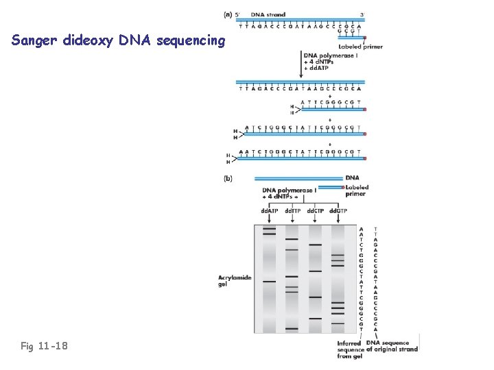 Sanger dideoxy DNA sequencing Fig 11 -18 
