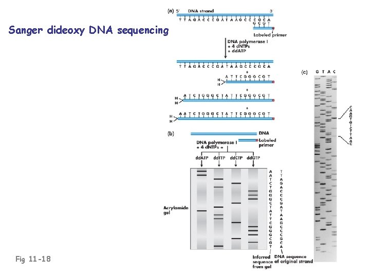 Sanger dideoxy DNA sequencing Fig 11 -18 