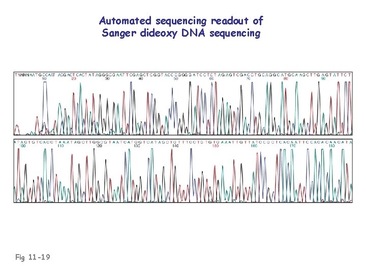 Automated sequencing readout of Sanger dideoxy DNA sequencing Fig 11 -19 