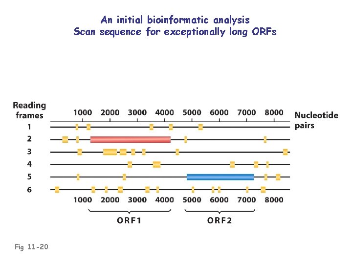 An initial bioinformatic analysis Scan sequence for exceptionally long ORFs Fig 11 -20 