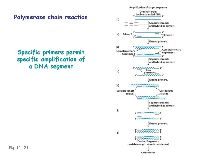 Polymerase chain reaction Specific primers permit specific amplification of a DNA segment Fig 11
