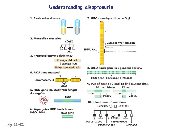 Understanding alkaptonuria Fig 11 -22 