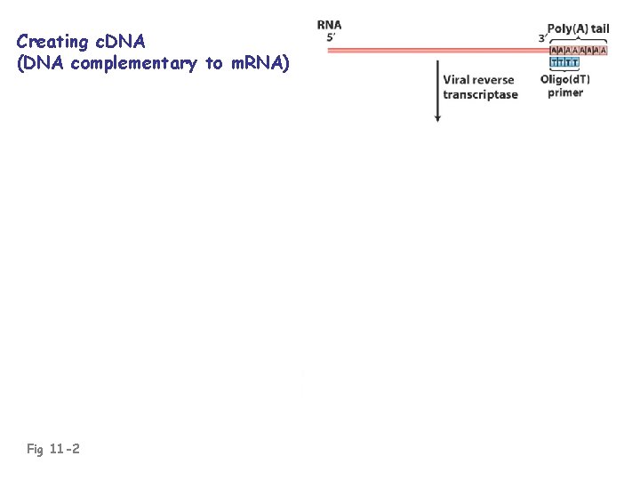 Creating c. DNA (DNA complementary to m. RNA) Fig 11 -2 