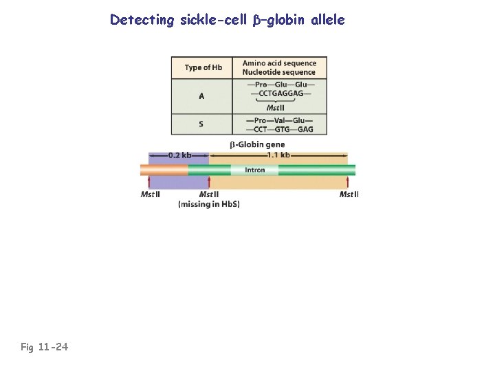 Detecting sickle-cell β–globin allele Fig 11 -24 
