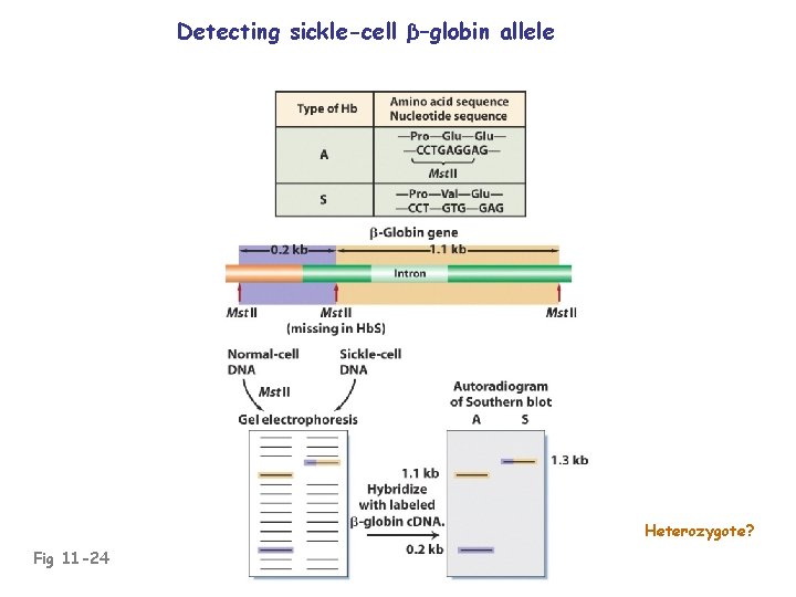 Detecting sickle-cell β–globin allele Heterozygote? Fig 11 -24 