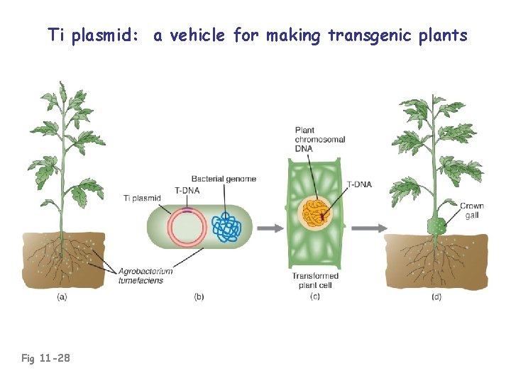Ti plasmid: a vehicle for making transgenic plants Fig 11 -28 