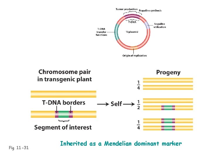 Fig 11 -31 Inherited as a Mendelian dominant marker 