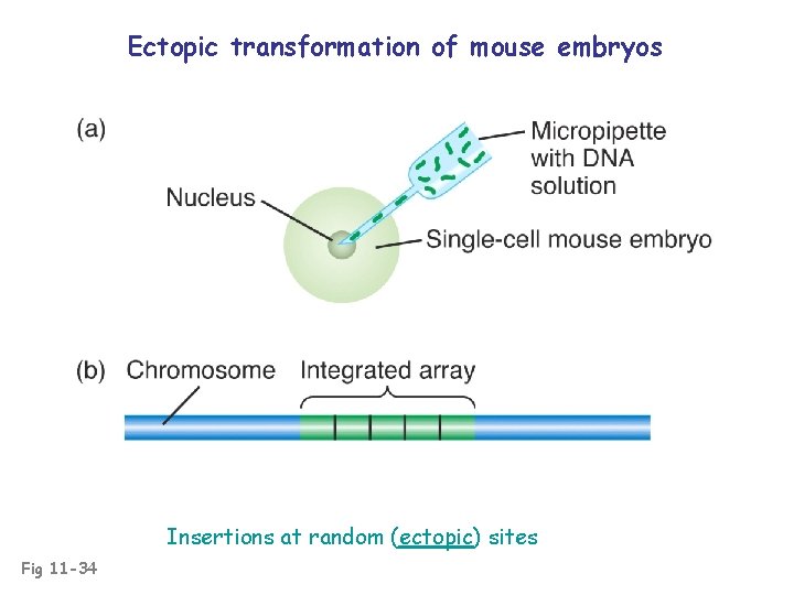 Ectopic transformation of mouse embryos Insertions at random (ectopic) sites Fig 11 -34 