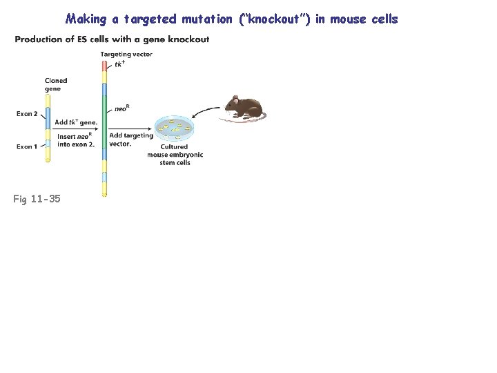 Making a targeted mutation (“knockout”) in mouse cells Fig 11 -35 