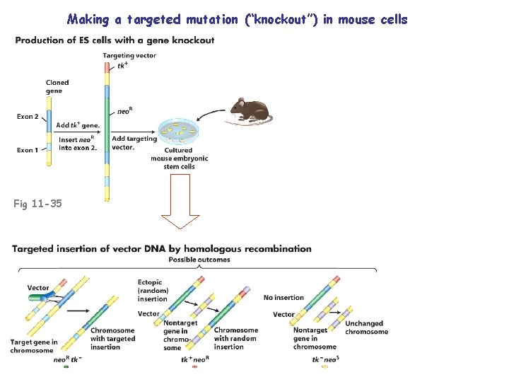 Making a targeted mutation (“knockout”) in mouse cells Fig 11 -35 