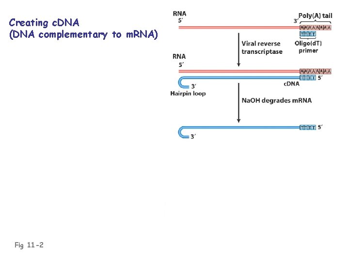 Creating c. DNA (DNA complementary to m. RNA) Fig 11 -2 