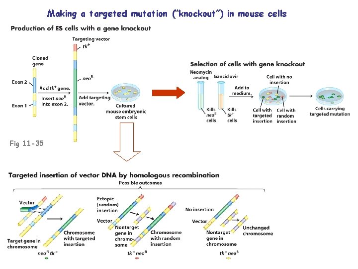 Making a targeted mutation (“knockout”) in mouse cells Fig 11 -35 