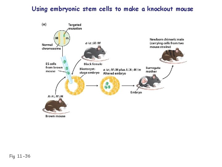 Using embryonic stem cells to make a knockout mouse Fig 11 -36 