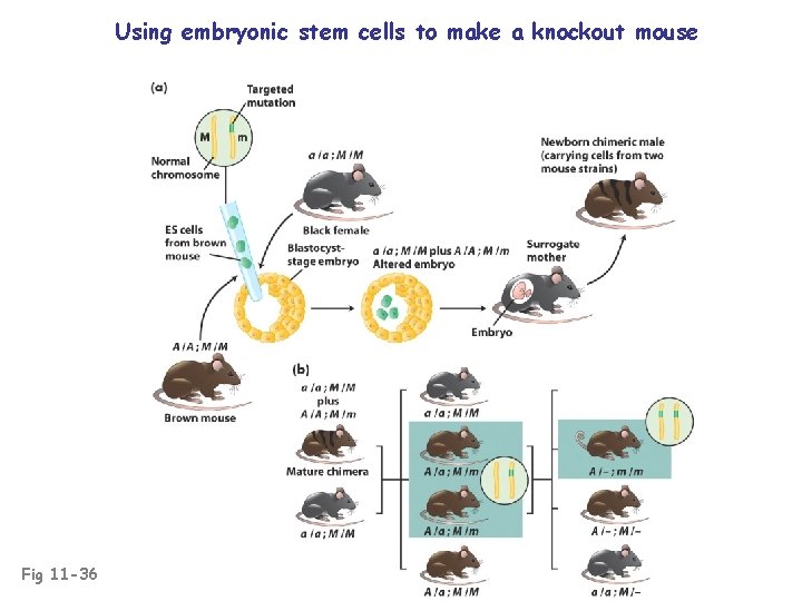 Using embryonic stem cells to make a knockout mouse Fig 11 -36 