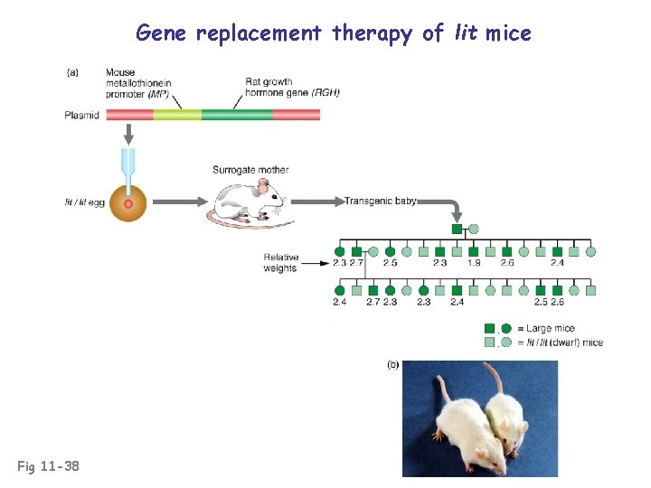 Gene replacement therapy of lit mice Fig 11 -38 