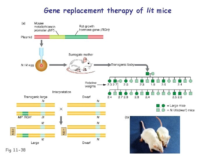 Gene replacement therapy of lit mice Fig 11 -38 