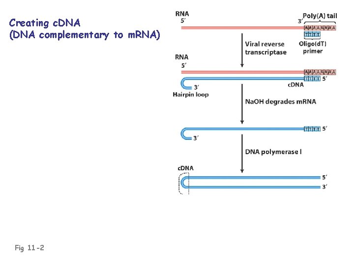 Creating c. DNA (DNA complementary to m. RNA) Fig 11 -2 