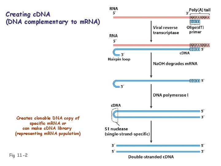 Creating c. DNA (DNA complementary to m. RNA) Creates clonable DNA copy of specific