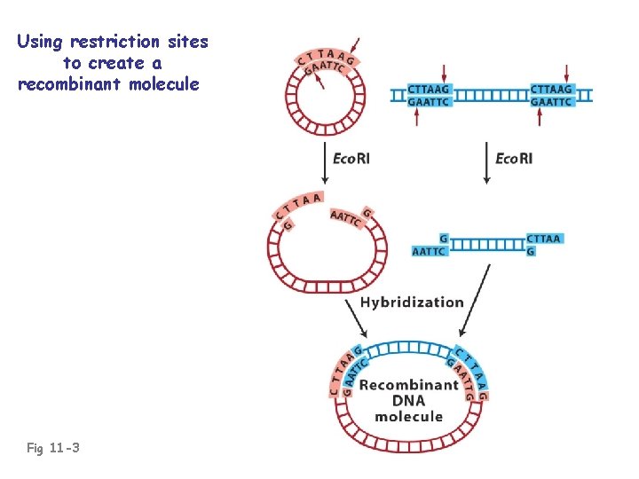 Using restriction sites to create a recombinant molecule Fig 11 -3 