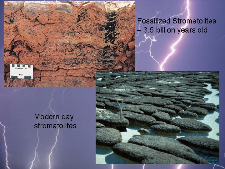 Fossilized Stromatolites – 3. 5 billion years old Modern day stromatolites 