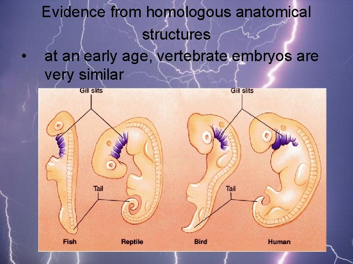 Evidence from homologous anatomical structures • at an early age, vertebrate embryos are very