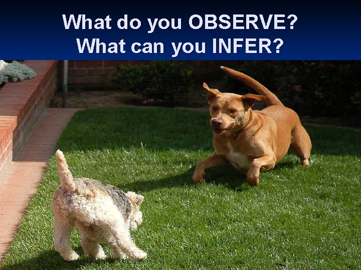 What do you OBSERVE? What can you INFER? 