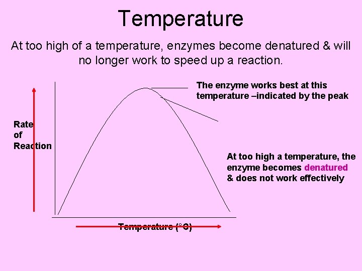 Temperature At too high of a temperature, enzymes become denatured & will no longer