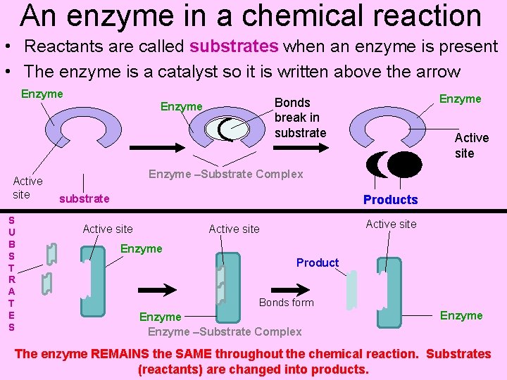 An enzyme in a chemical reaction • Reactants are called substrates when an enzyme