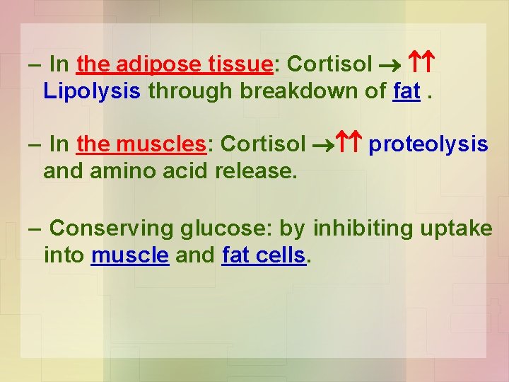 – In the adipose tissue: Cortisol Lipolysis through breakdown of fat. – In the