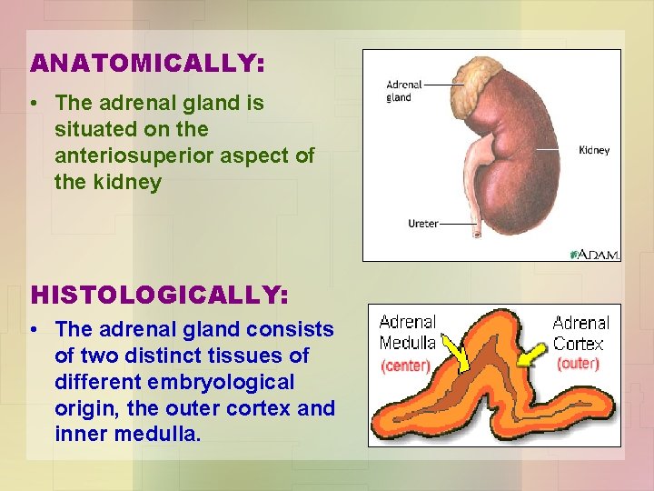 ANATOMICALLY: • The adrenal gland is situated on the anteriosuperior aspect of the kidney