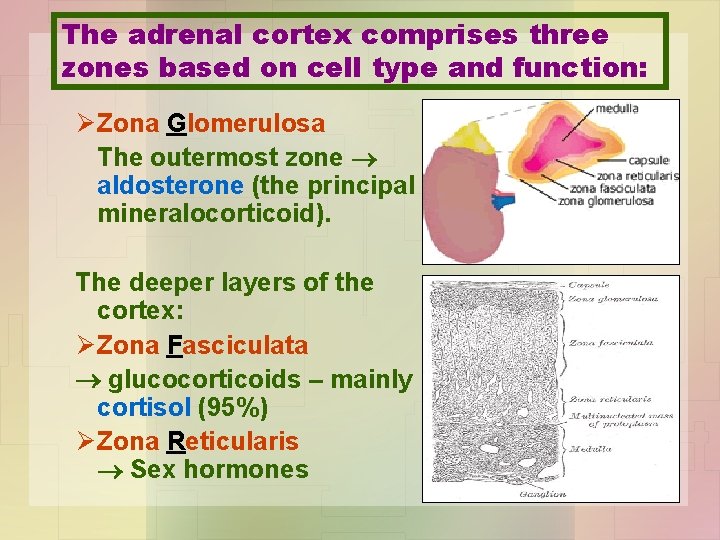 The adrenal cortex comprises three zones based on cell type and function: Ø Zona