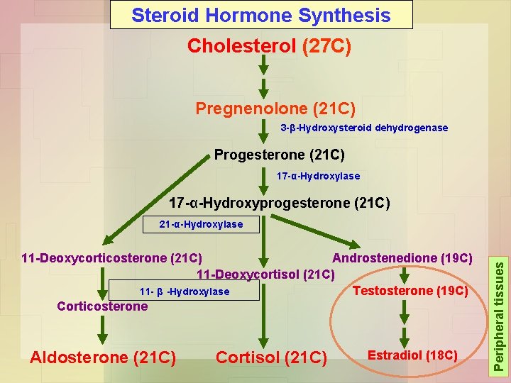 Steroid Hormone Synthesis Cholesterol (27 C) Pregnenolone (21 C) 3 -β-Hydroxysteroid dehydrogenase Progesterone (21