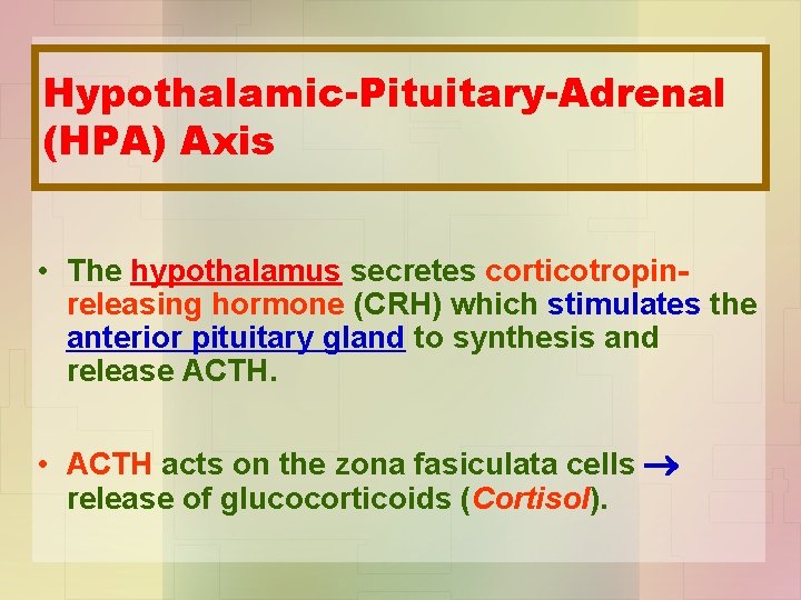 Hypothalamic-Pituitary-Adrenal (HPA) Axis • The hypothalamus secretes corticotropinreleasing hormone (CRH) which stimulates the anterior