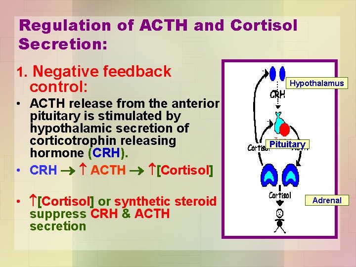 Regulation of ACTH and Cortisol Secretion: 1. Negative feedback control: • ACTH release from