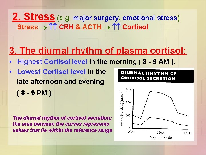 2. Stress (e. g. major surgery, emotional stress) Stress CRH & ACTH Cortisol 3.